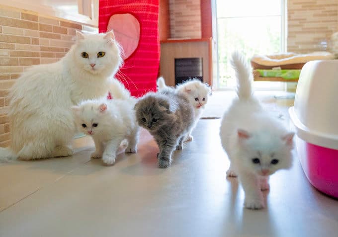 Cat Boarding Gallery Image 1
