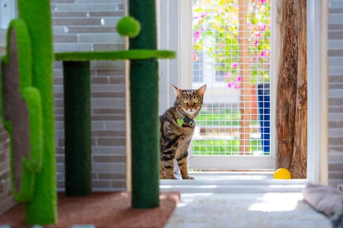 Cat Boarding Gallery Image 2
