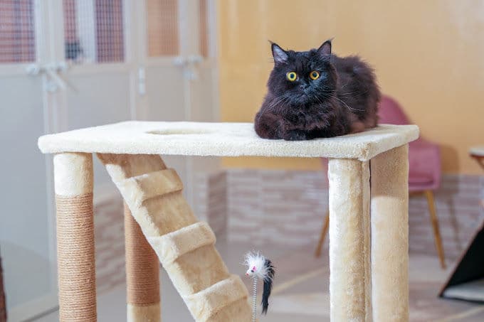 Cat Boarding Gallery Image 3