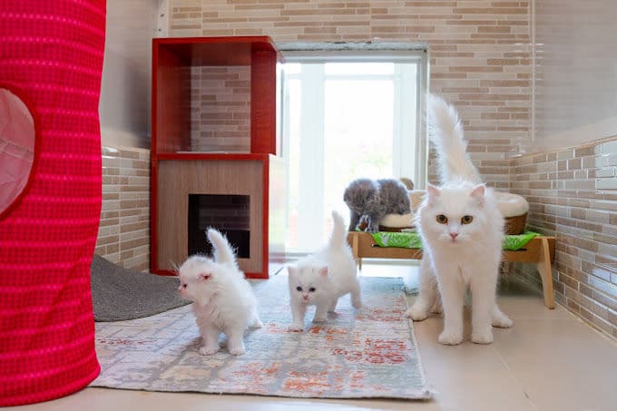 Cat Boarding Gallery Image 4