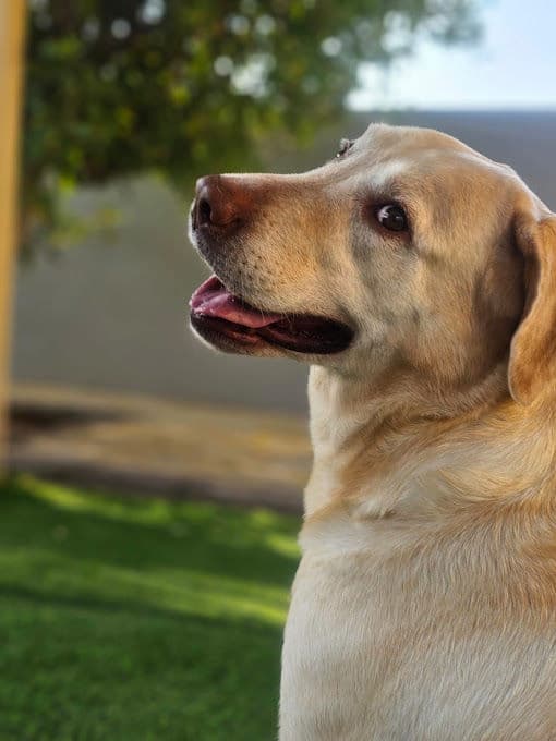 Dog Boarding Gallery 1