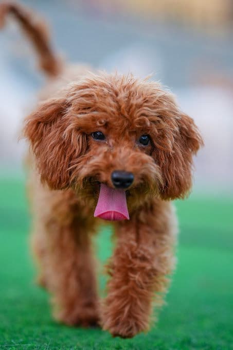 Dog Boarding Gallery 3
