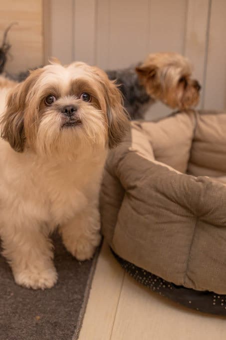 Dog Boarding Gallery 4