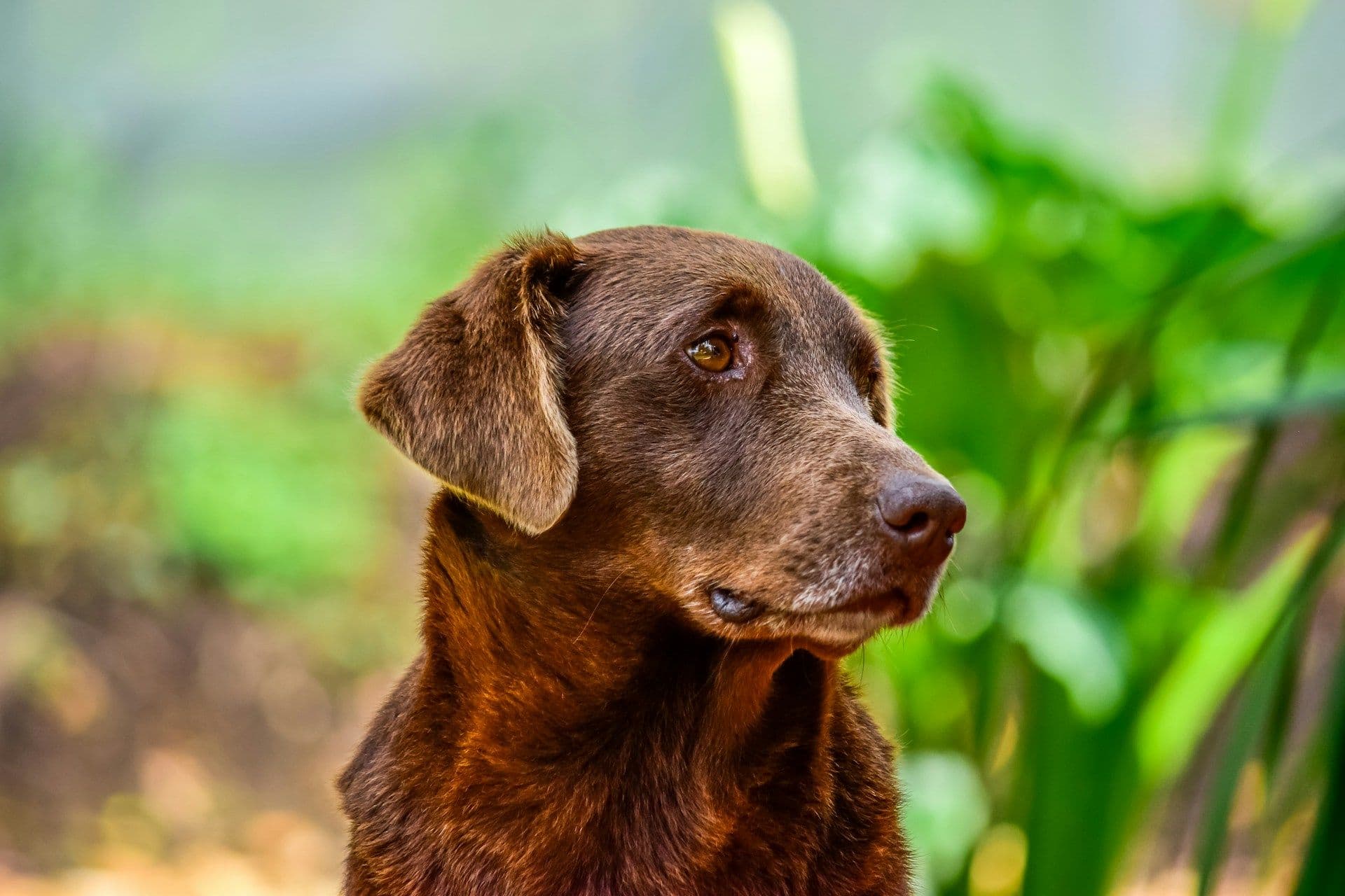 Dog Boarding Gallery 2