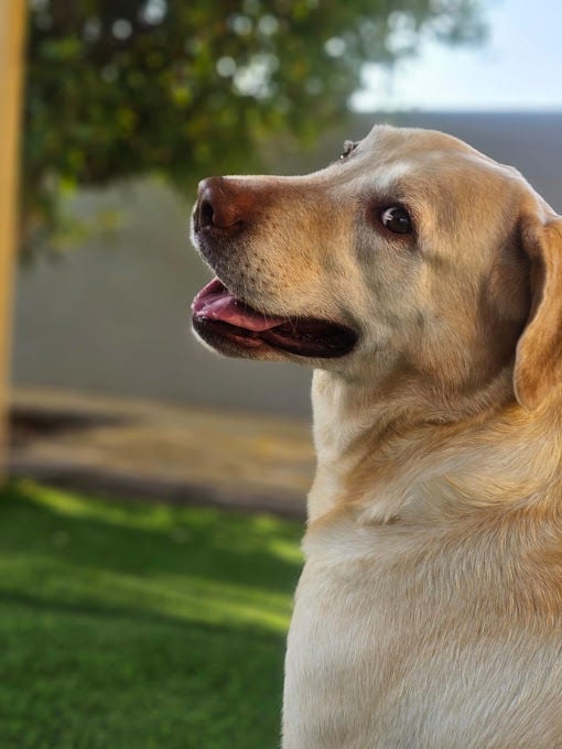 5-Star Luxury Dog Hotel - Climate Controlled Suites Image