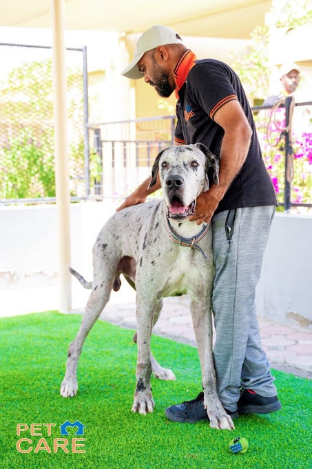 5-Star Luxury Dog Hotel - 24/7 Veterinary Supervision Image