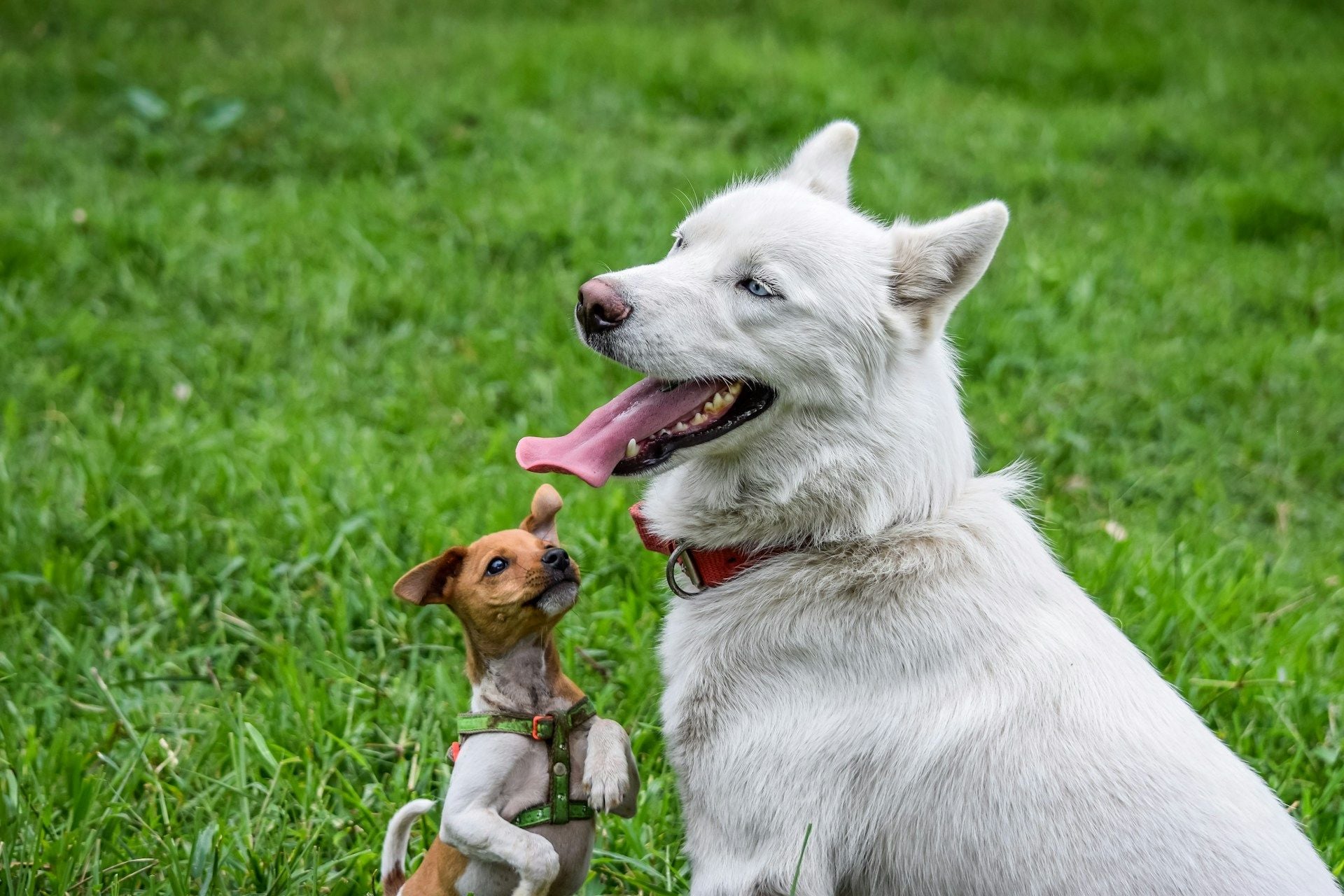 5-Star Luxury Dog Hotel - Daily Play Groups Image